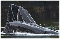 Humpback Whales Bubble-netting in Calm Waters