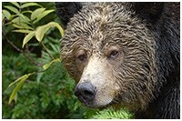 A Portrait of Relaxation in the Great Bear Rainforest