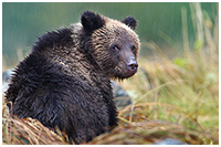 Cub of the Year - Wet but Still Curious