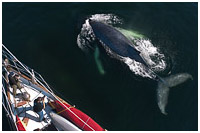Young Humpback Checking Out the Ocean Light II