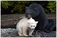 Black Bear Mother Affectionately Protecting her Spirit Bear Cub