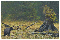 Great Bear. Rain. Forest.