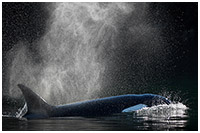 Orca Surfacing and Blowing in Calm Waters of the Great Bear Rainforest