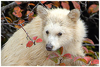 Spirit Bear Cub High in Crabapple Tree