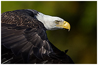 Bald Eagle Taking Flight - Great Bear Rainforest