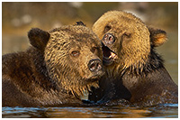 Grizzly Mom and Cub Frolicking in Shallow Water of Coastal Inlet