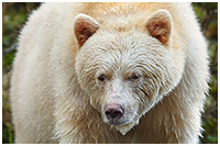 The Sentinel - Spirit Bear in the Great Bear Rainorest