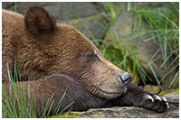 Nap Time in the Khutzeymateen