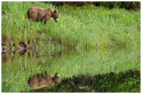 Reflections on Life in the Calm Khutzeymateen