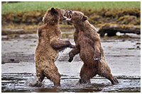 Sub-adult Male Grizzlies Sparring: Jaws, Paws & Claws