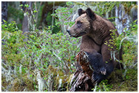 Female Grizzly Resting: Welcome to MY World!