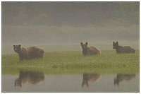 Brizzlies in the Mists of the Great Bear Rainforest