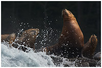 Steller Sea Lions Enduring the Surf
