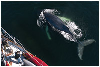 Young Humpback Checks out the Ocean Light II