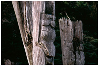 Mortuary Poles at the Village of Ninstints