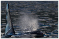 Orca Bull Surfacing