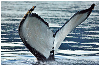 Humpback Tail - With Barnacles Hitching A Ride!