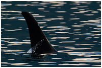 The Fin