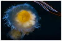 Egg Yolk Jellyfish and Bull Kelp