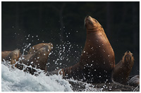 Steller Sea Lions Enduring the Surf