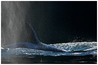 Summer Tour: The Orca Explorer