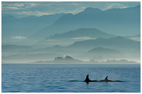 Misty Morning Cruise in Johnstone Strait