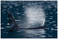 Orca Bull Surfacing