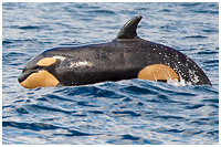 Baby Orca Above the Waves