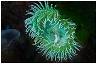Green Anemone Waiting for Prey