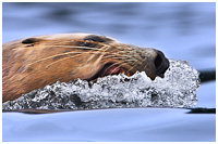 Steller Sea Lion Surveying the Surface