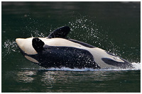 Backflip! Young Female Orca