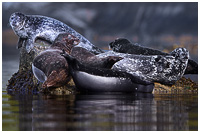 A Colourful mix of Harbour Seals on a Haul-out Rock