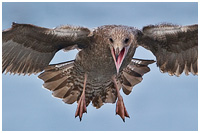 Immature Glaucous-winged Gull Diving