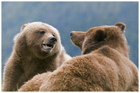 Photo captured on a Grizzlies of the Khutzeymateen Photo Tour