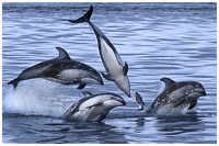 Photo captured on an Orca Explorer Photo Tour