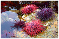 Photo captured on a Gwai Haanas Aboard the Ocean Light II Photo Tour