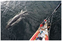 Photo captured on a Great Bear Rainforest Explorer Photo Tour