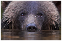 Photo captured on a Great Bear Rainforest Explorer Photo Tour