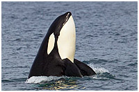 Photo captured on an Orca Explorer Photo Tour