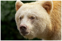 Photo captured on a Great Bear Rainforest Explorer Photo Tour