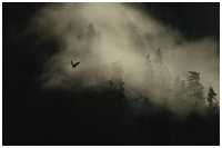 Photo captured on a Great Bear Rainforest Explorer Photo Tour