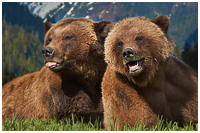 Photo captured on a Grizzlies of the Khutzeymateen Photo Tour