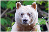 Photo captured on a Great Bear Rainforest Explorer Photo Tour