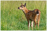 Sitka Deer Fawn in Grassy Meadow