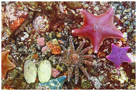 Living Ocean Floor in Burnaby Narrows