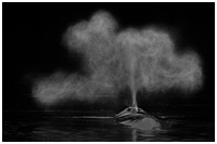 Humpback Whale Exhaling in Calm Waters