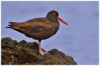 Black Oystercatcher on Shoreline - Gwaii Haanas Park