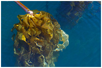 Islands of Biodiversity and Productivity - Kelp Forest
