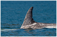Risso's Dolphin Feeding in Shallow Waters