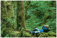 Bird-watching from the Comfort of a Mossy Bed - Gwaii Haanas Park